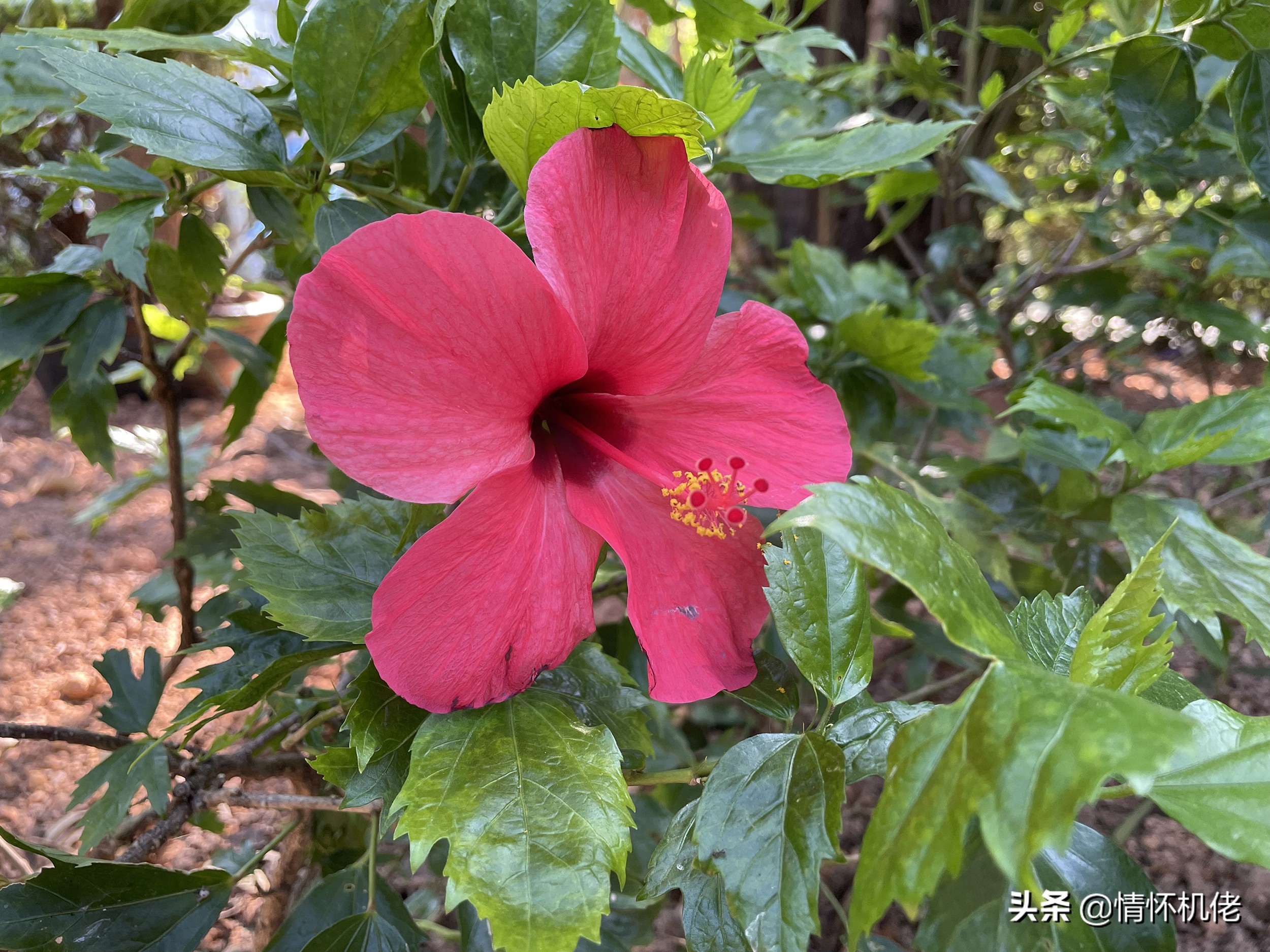 诺基亚n95当年曾经的辉煌,诺基亚n95远古视频