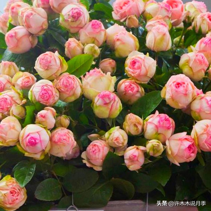 如何养月季花的技巧和施肥时间,月季怎么养开大花好看视频