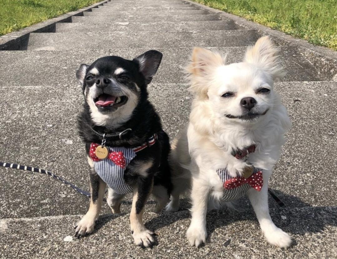 盘点二十种忠爱满世界的萌犬,萌犬系列都有啥