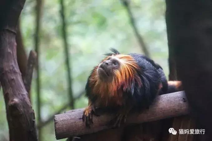 2天游玩广州长隆野生动物园攻略,广州长隆野生动物园步行游玩攻略