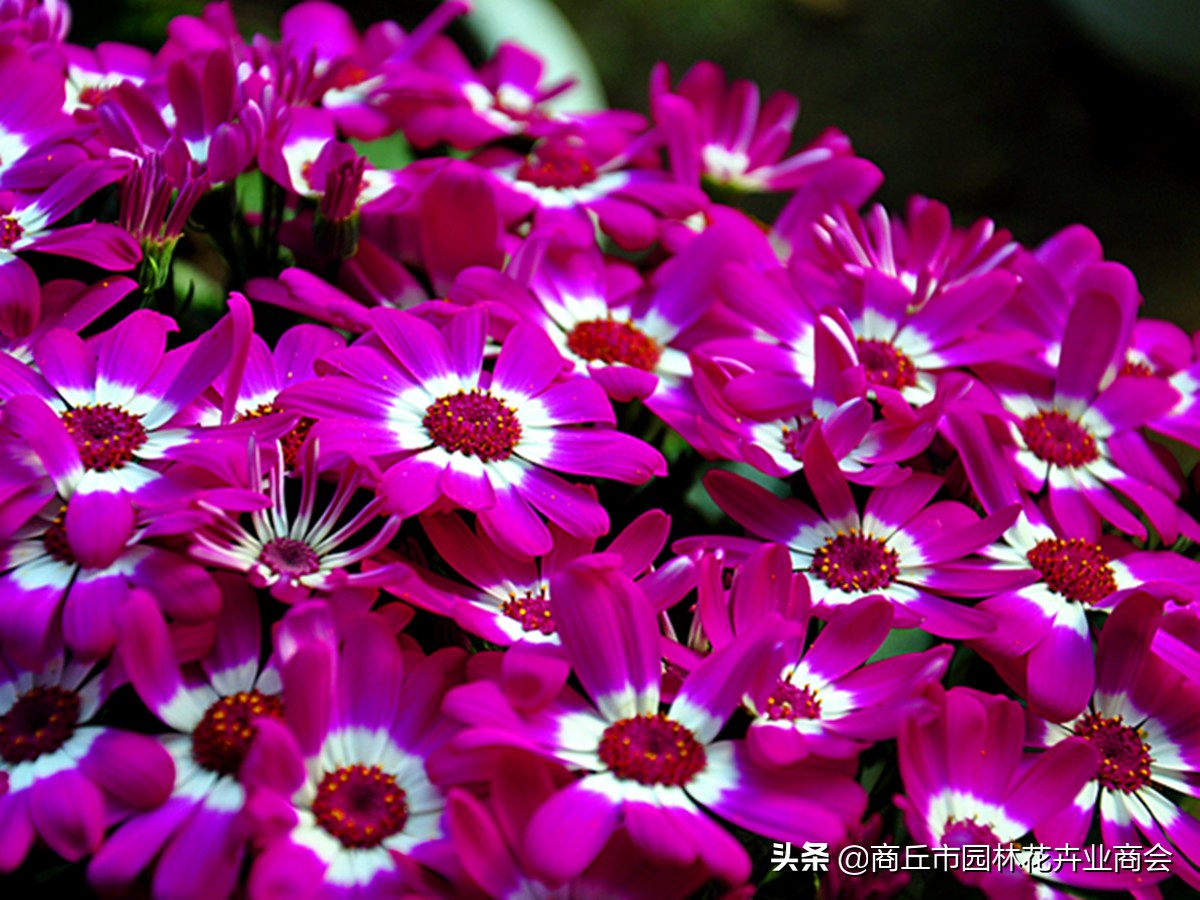 可以做农药的植物,家庭自制植物生长营养剂