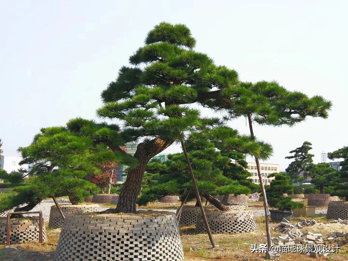 庭院景观设计品种齐全,别墅庭院主景树推荐