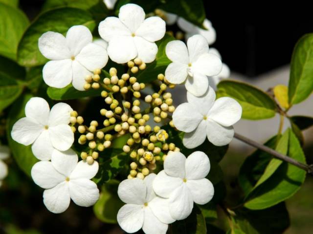 培育蝴蝶小苗的方法,蝴蝶花怎么养的视频教程全集