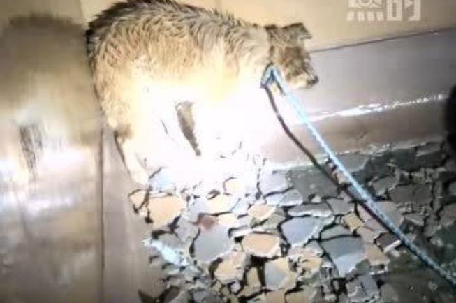 小狗突然消失摔下楼梯,小狗假装被抛弃原视频