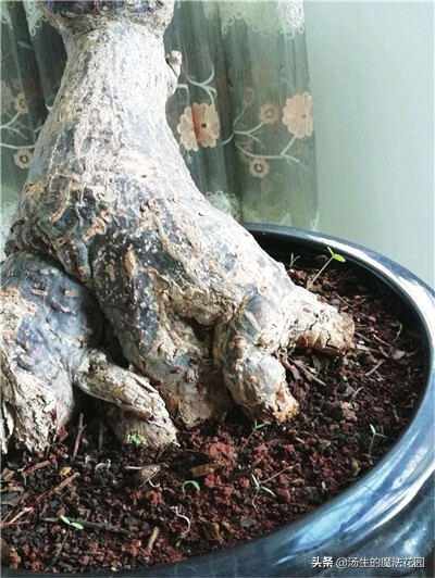 发财树不能种太深,发财树养得不壮寓意