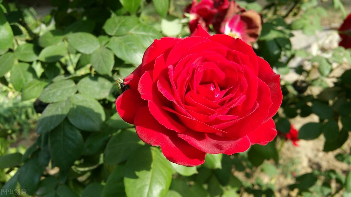 克服购物纠结症,克服购买的欲望