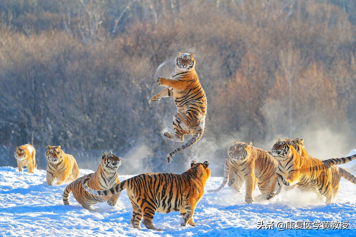 康復治疗效果不佳，可能是大脑经历了习得性无助的认知崩溃状态？