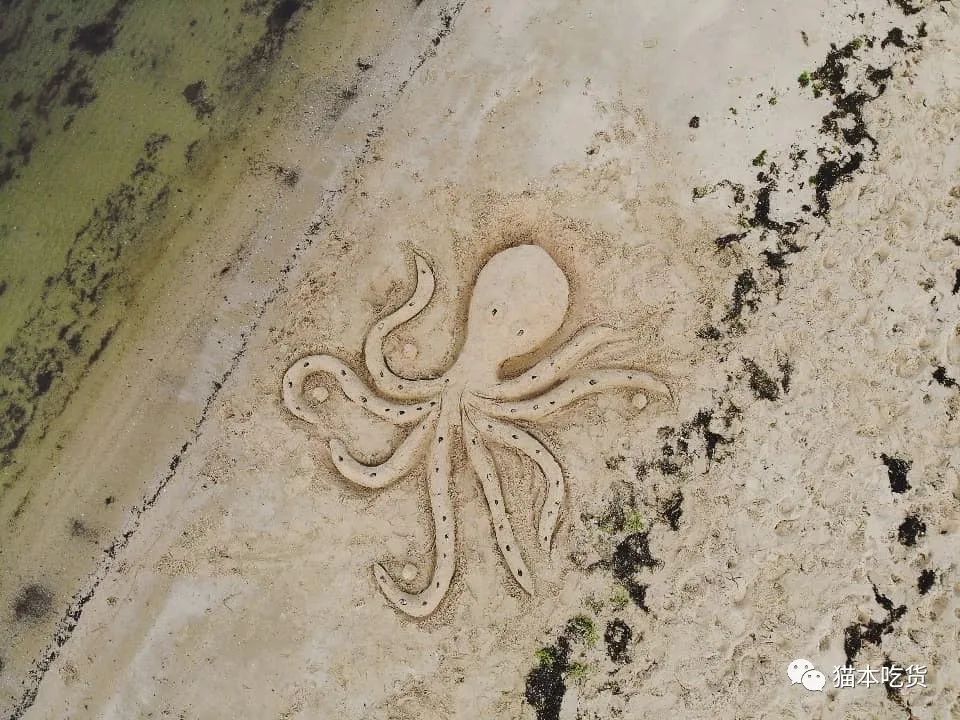 墨尔本两只相互依偎的企鹅,墨尔本小企鹅