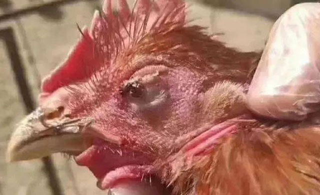 鸡眼睛睁不开怎么回事？用什么药能够治疗？一定要注意这4种疾病