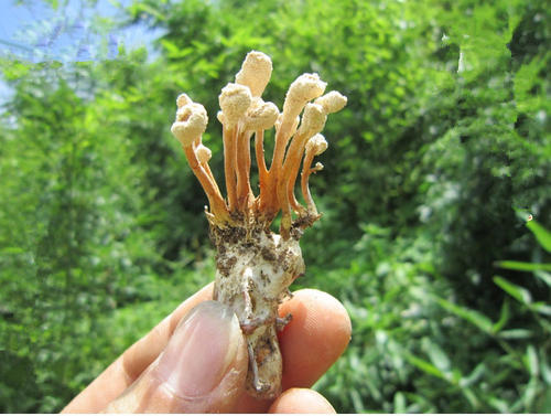 干货的它180元一两，只生长在大山里