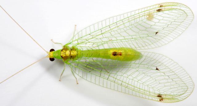 瓢虫害虫和益虫的区别图,益虫害虫有哪些视频