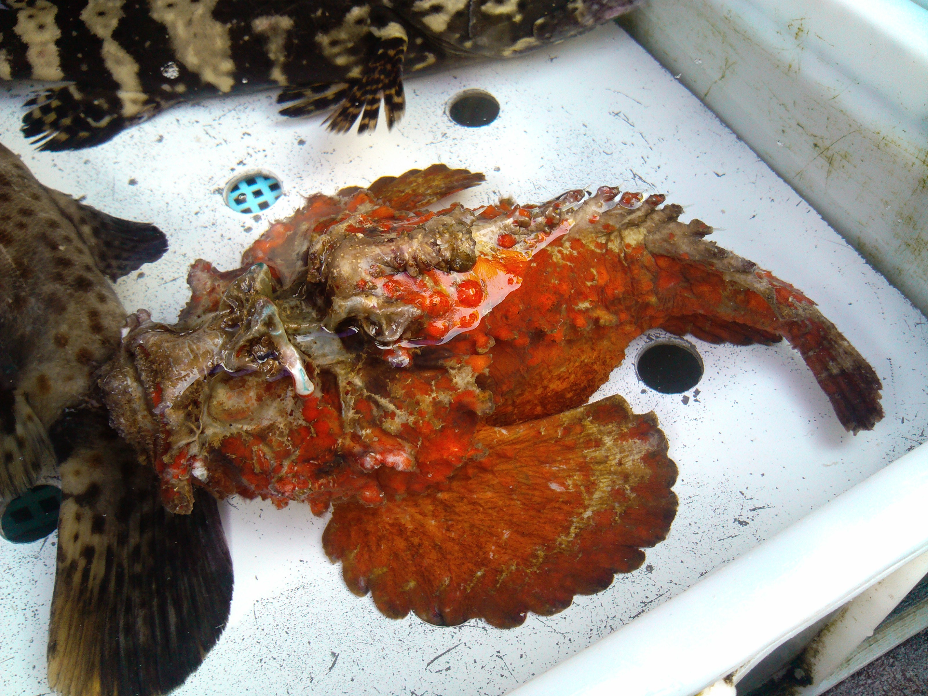 珠海石景山公园攻略,珠海澳门环岛游时间表