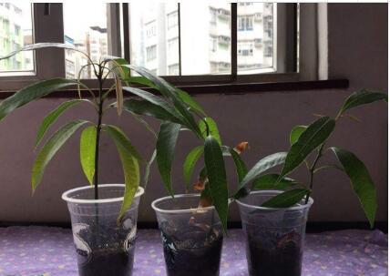 弟弟拿着“芒果核”玩，20天长出小绿苗，移到花盆能结果