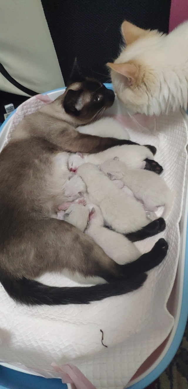 干货分享猫咪怀孕及生产护理攻略,写我第一次养猫的作文