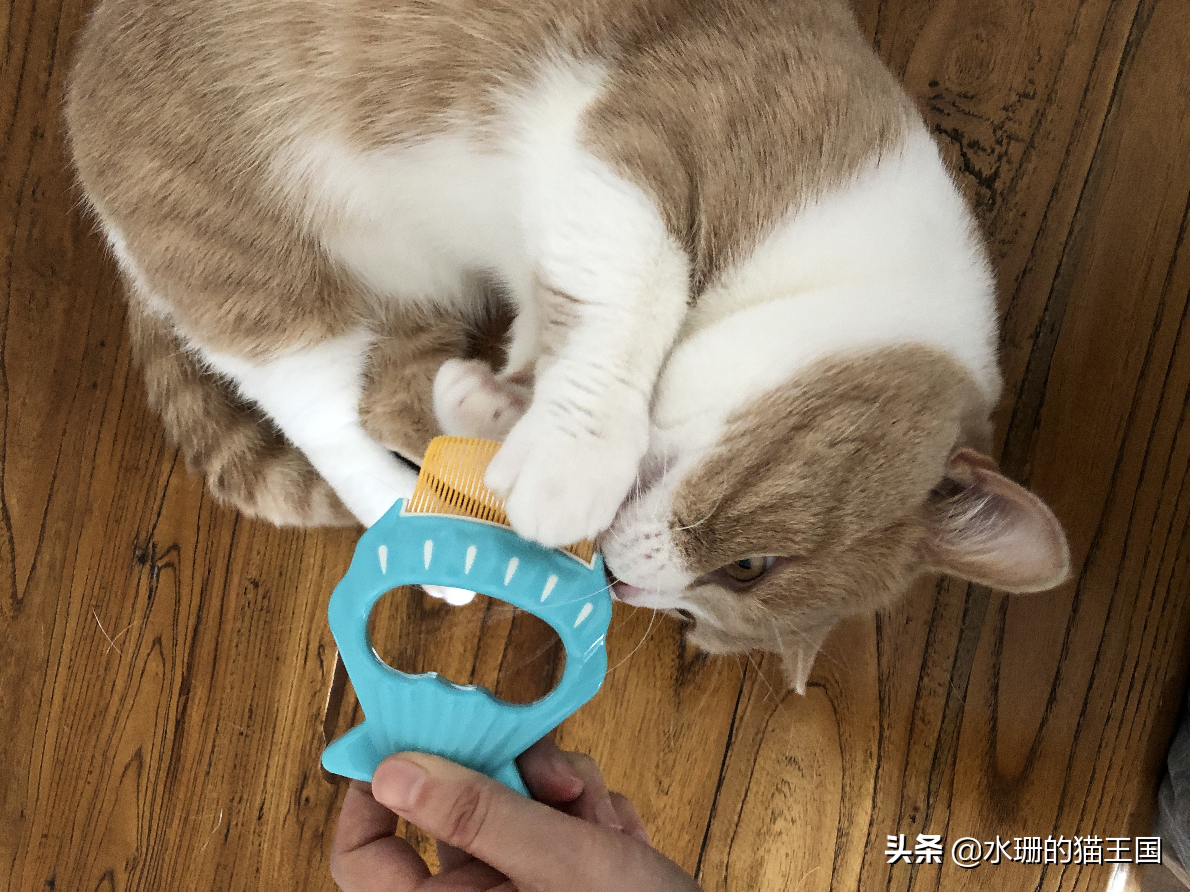 哪款梳子梳猫毛最好用,猫梳子推荐排行榜