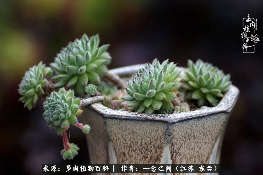 遇见花开蓝莓糖,遇见花开蔬菜沙拉酱