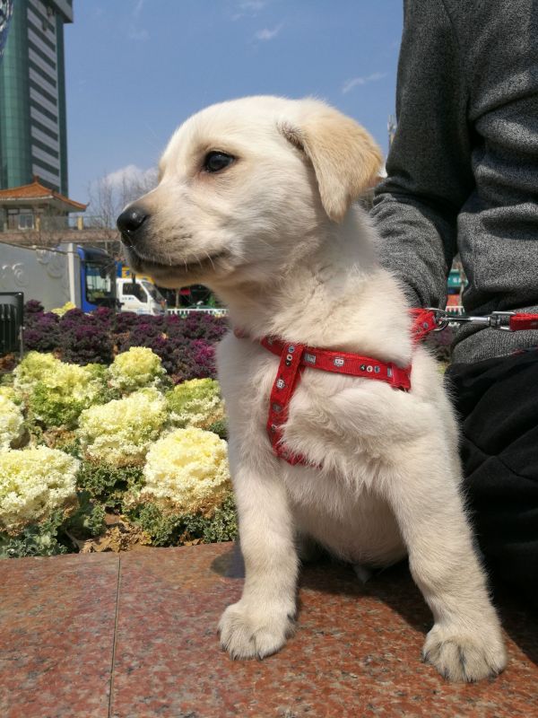 第一次养狗为啥不建议养拉布拉多,感觉养拉布拉多第三个月快崩溃