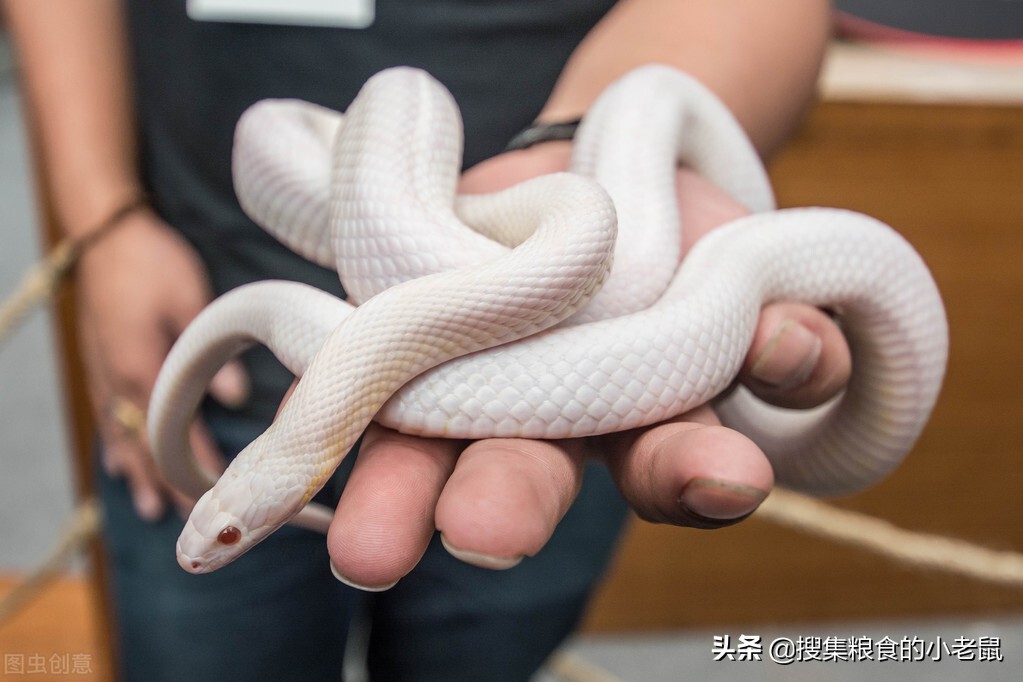 世界上比蛇恐怖的动物,世界上最恐怖的蛇前十名