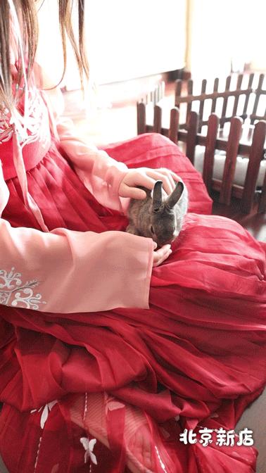 北京有没有撸猫的地方,福州撸兔兔的店