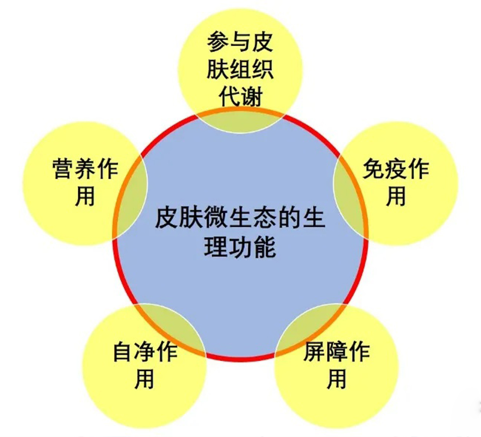 皮肤菌群移植,人体皮肤自我修复能力