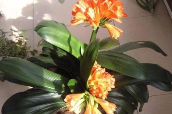 种花如何防烂根,烂根花草的养殖方法