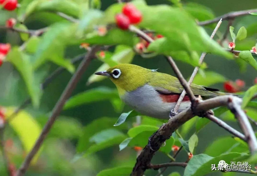 暗绿绣眼鸟水便解决方法,绣眼幼鸟水便解决方法