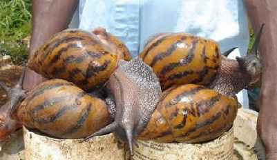 在美国泛滥成灾的非洲大蜗牛，吃货们对它们也无从下手