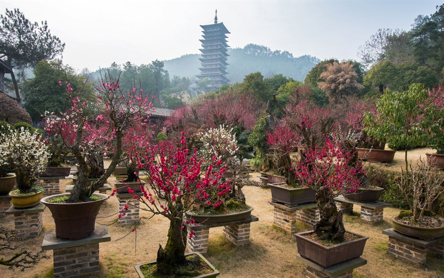 根博园根雕,根宫佛国根雕视频