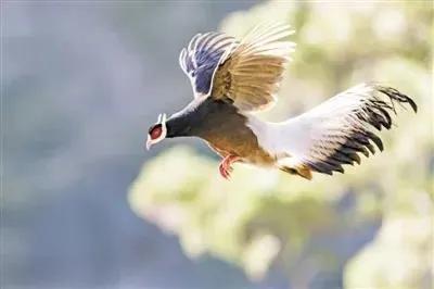 野生动物保护法律知识你知道多少,三分钟带你了解新野生动物保护法