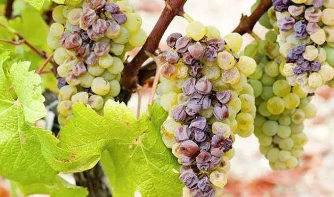 甜葡萄酒沉淀出了糖,葡萄酒怎么样才可以变甜