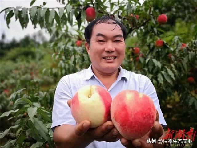 今年桃子苗有什么好品种,什么品种桃子市场行情好