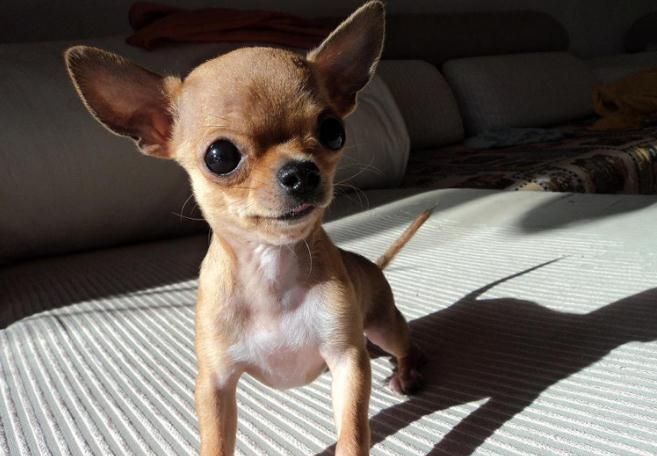 博美犬的寿命最长能活多少年,博美犬小狗寿命多长时间