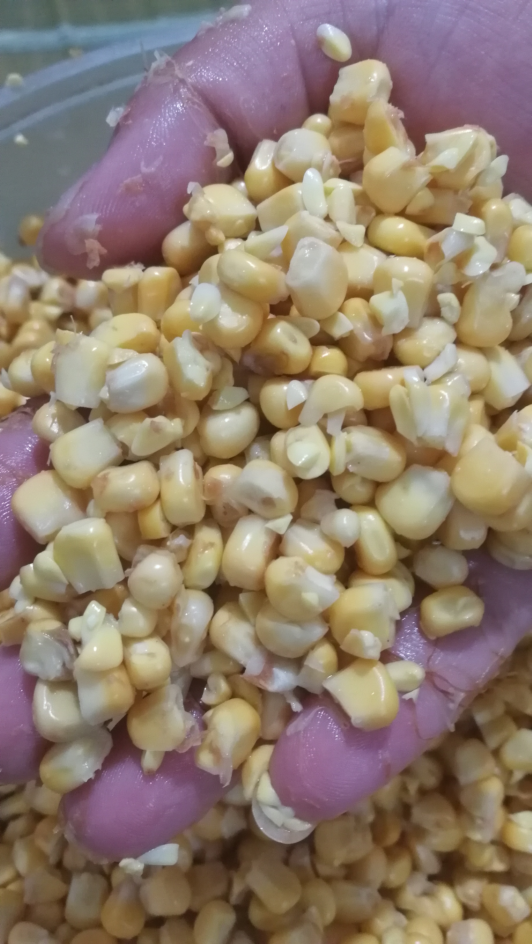 玉米怎么样才可以钓出大鱼,野钓大鱼用饵挂几棵玉米