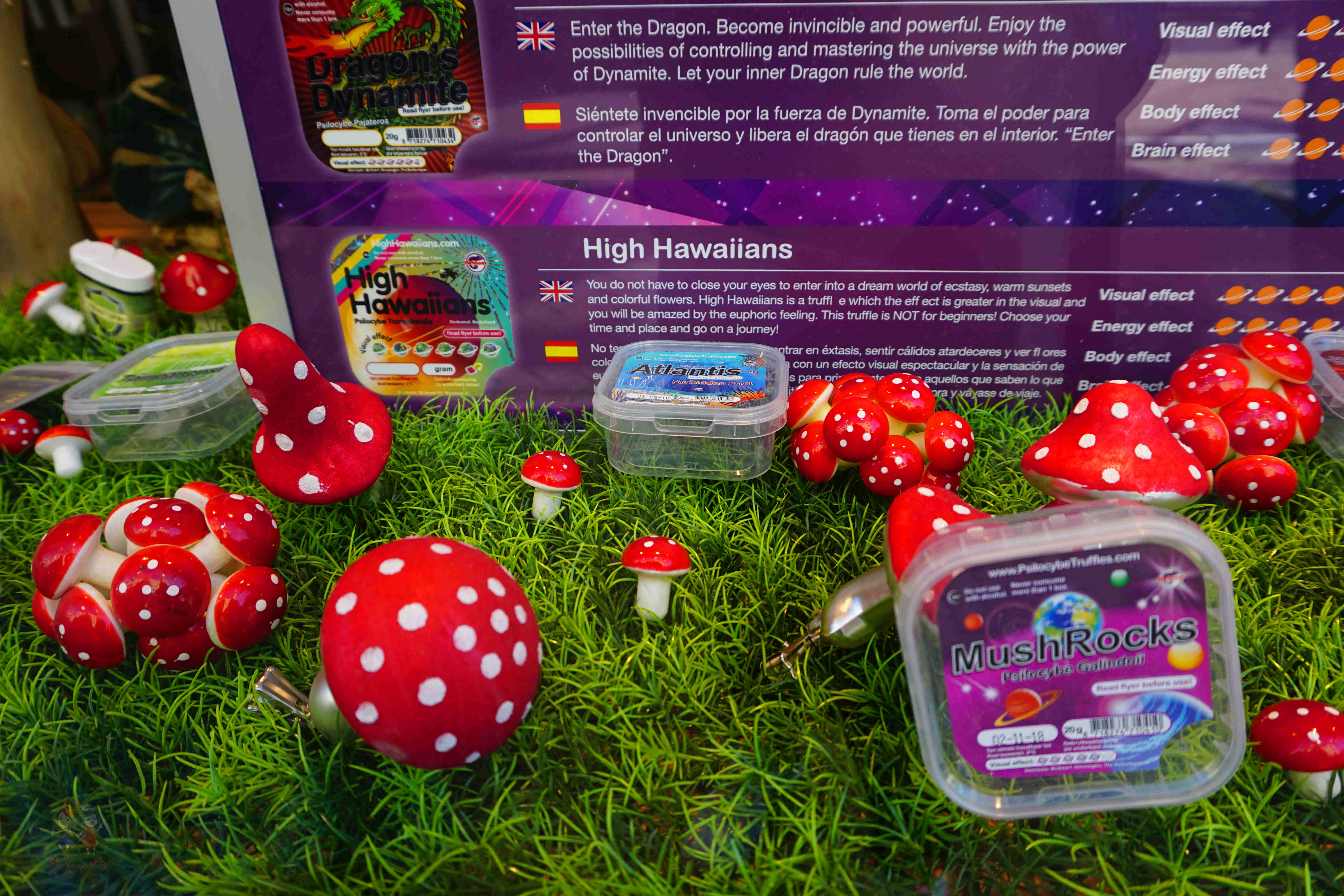 阿姆斯特丹暴走一日游,暴走阿姆斯特丹