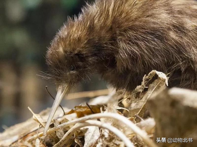 中国36个省份代表的动物,20种有代表性的动物