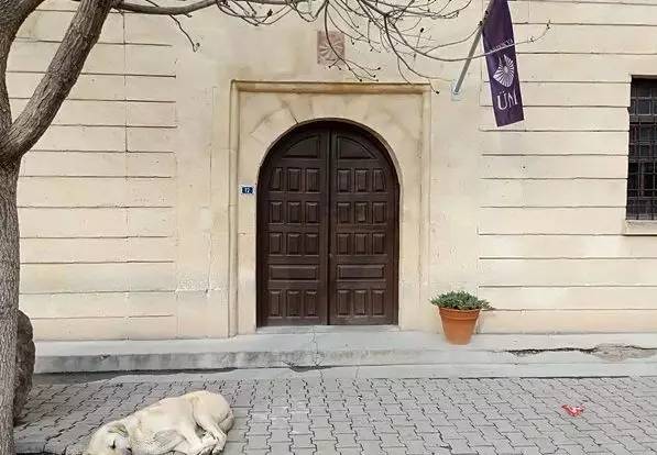 土耳其是爱猫之国吗,土耳其爱猫之城是哪里