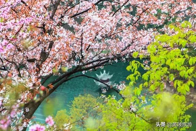 清凉寨樱花最佳赏花时间,清凉寨中华樱花