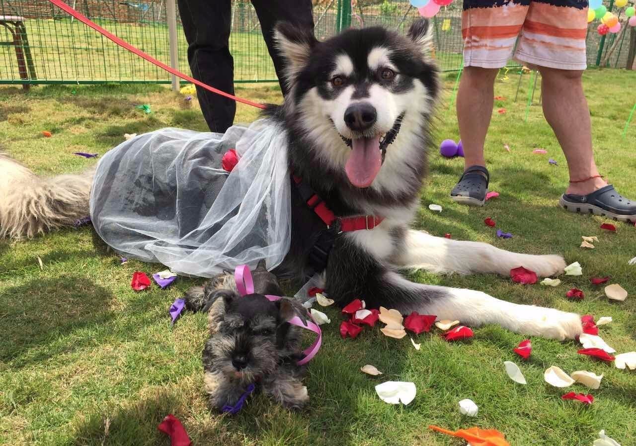 宠物狗结婚也是要仪式感的,给狗狗办婚礼的感受