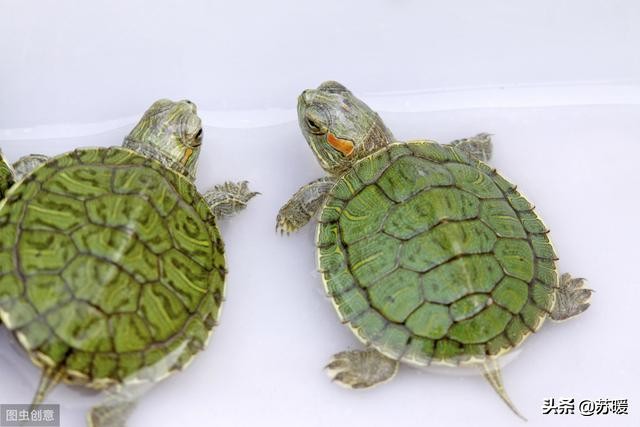 养巴西龟的十大小技巧,新手养红耳巴西龟怎么养