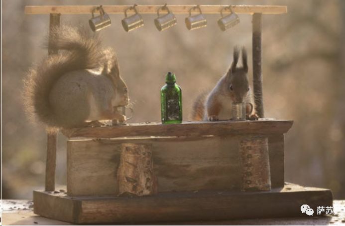 动物买起醉来多疯狂?加拿大松鼠嗜酒如命,山雀也要分一杯“羹”