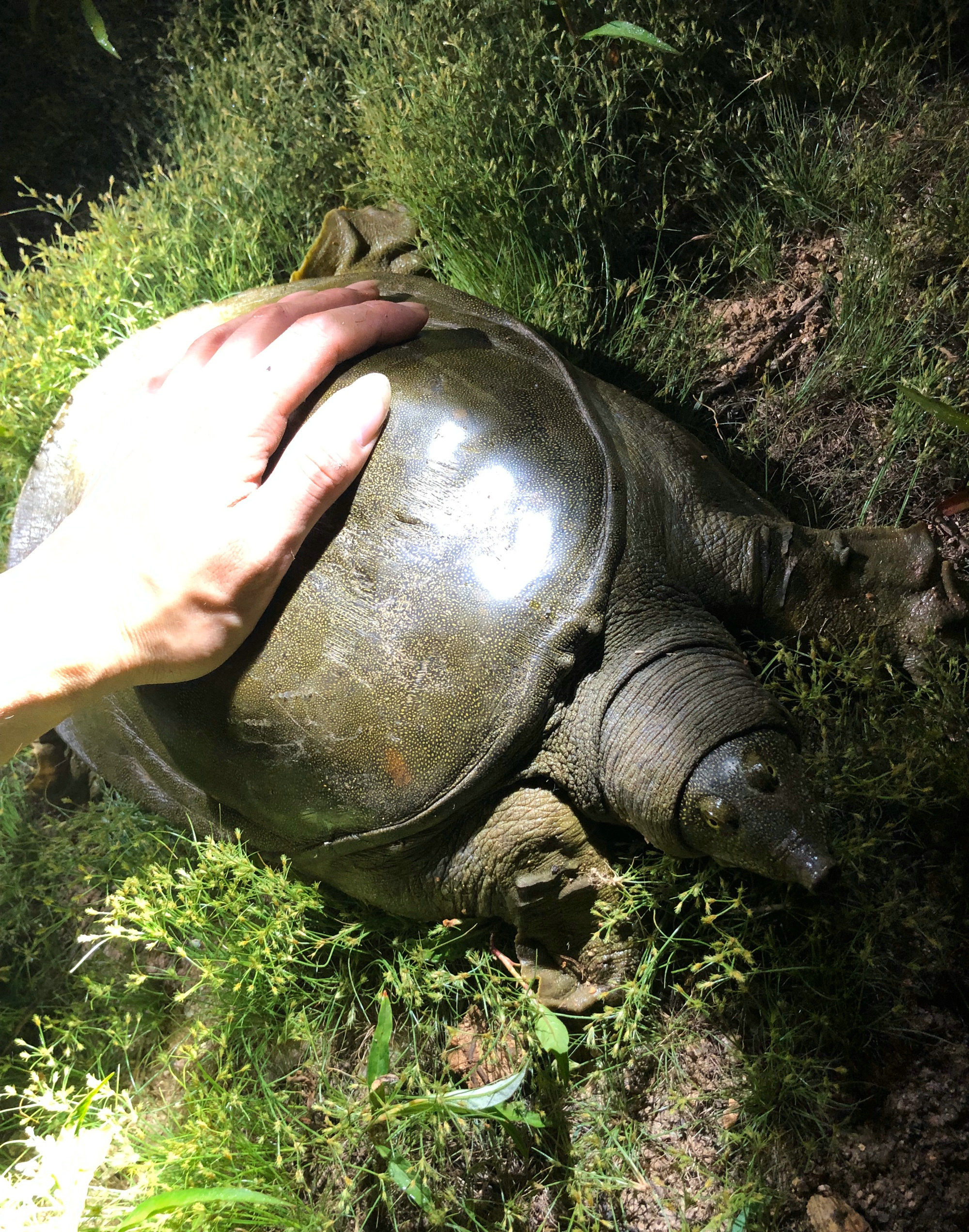 钓鱼人钓到鳖,南阳一46斤百年巨鳖上岸被捉