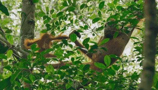 海象跌落山崖图片,海象坠崖北极熊吃海象