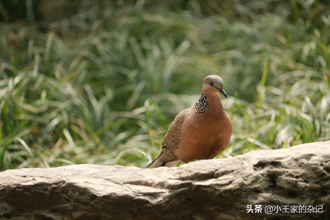 国际爱鸟日天桥岭,国际爱鸟日