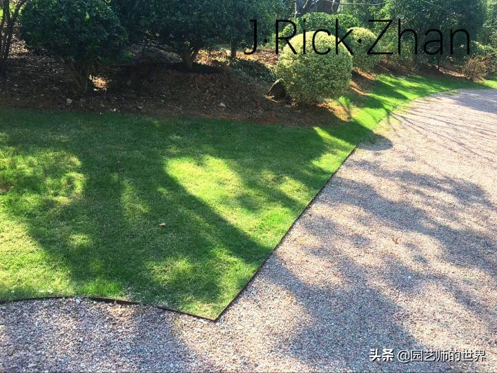 怎么种植草坪不长杂草,如何养好草坪