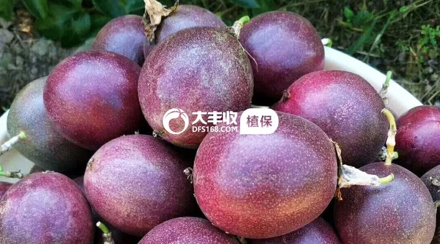 百香果的树苗是什么品种,家种百香果苗哪个品种好