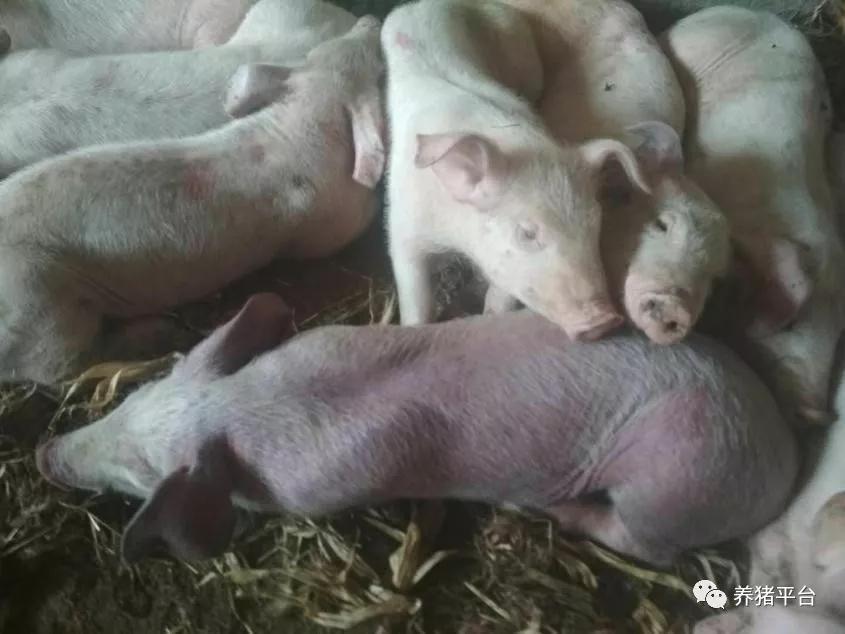 百病从肝治？技术老师给你最最实用的猪场保肝方案