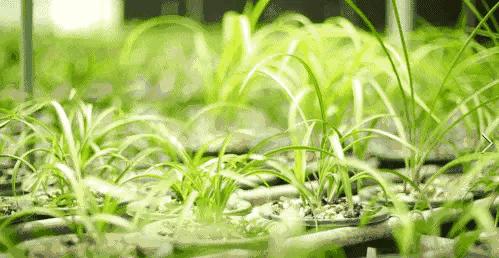 蒙山之春此花浓妆艳抹，彩块鲜红，是养兰人争相收藏的精品