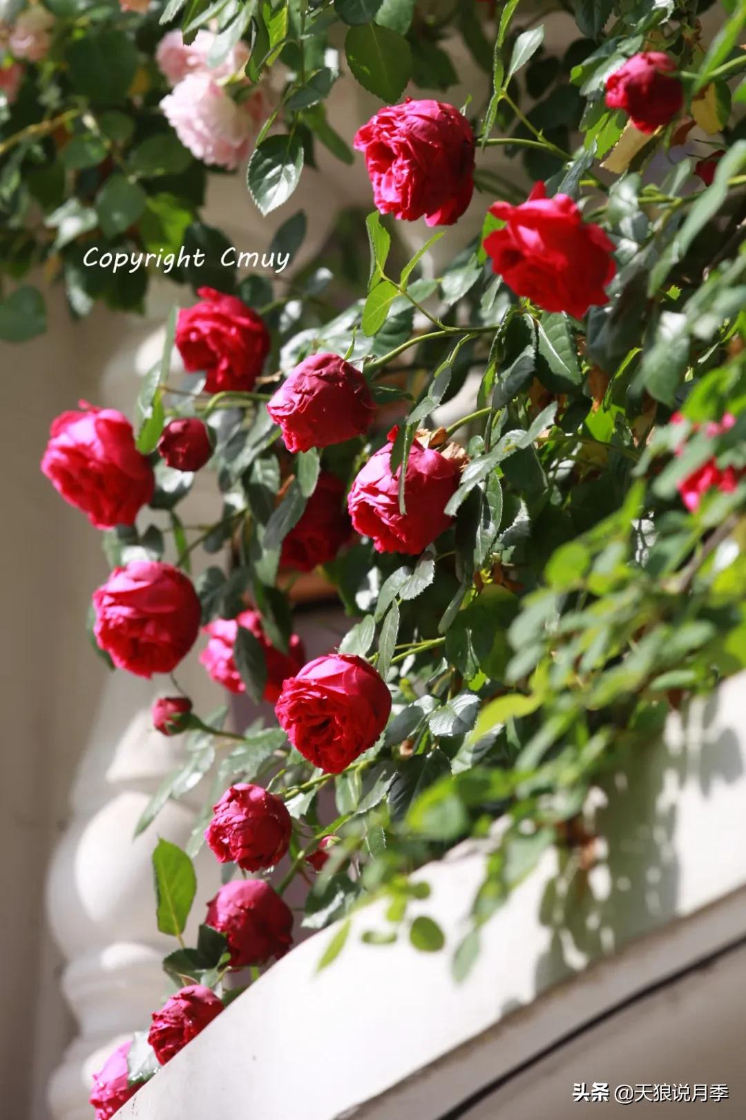 月季春季第一波花要不要剪,月季春季第一波花开后嫁接