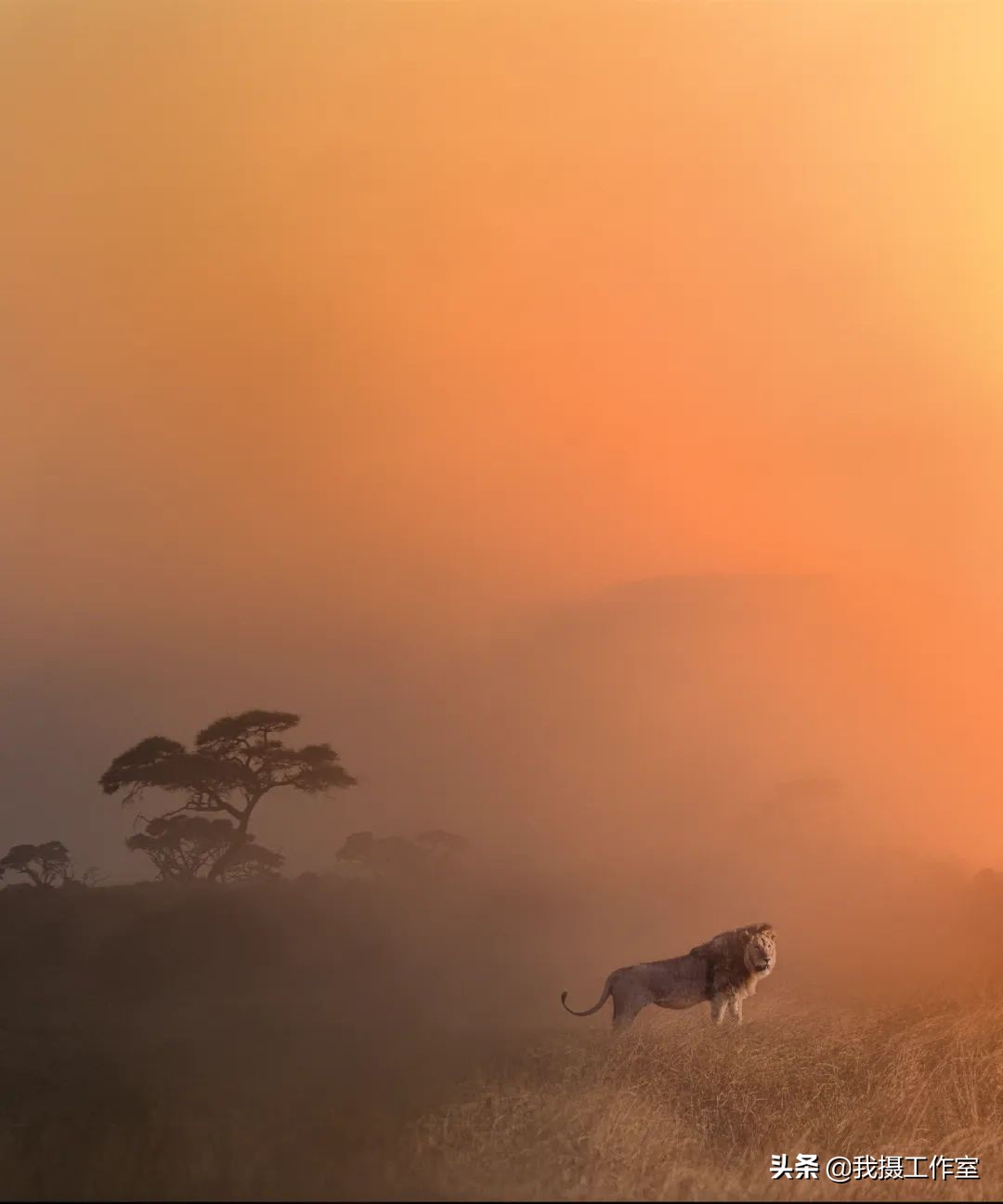 第16届国际摄影艺术展获奖作品,第29届全国摄影艺术展览作品集