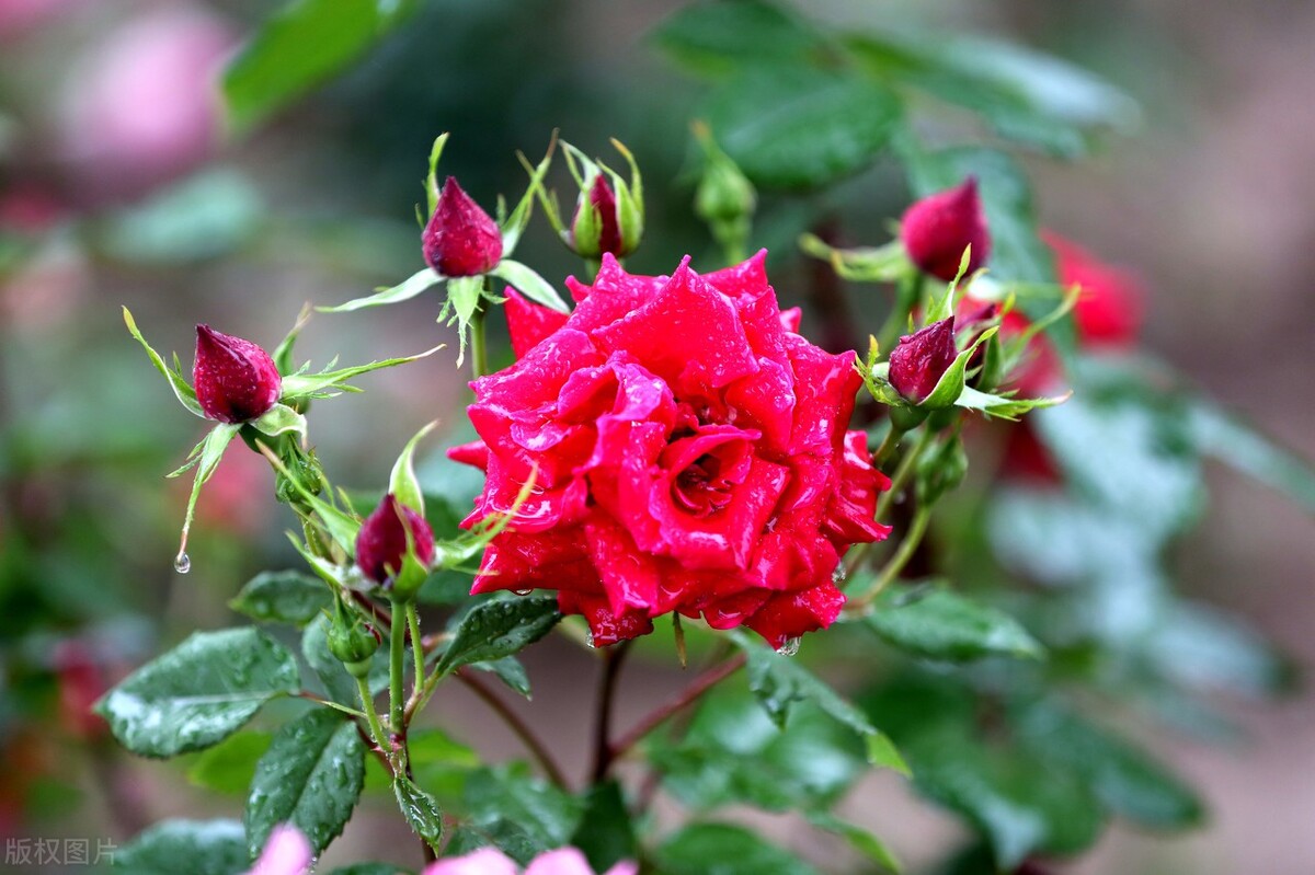 狼牙棒花可以栽家里吗,狼牙棒适合种什么花